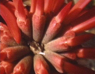 <i>All the Flowers in the Huntington</i> [video still], 2004, super 8 mm film transferred to DVD, 618 minutes, edition of 100